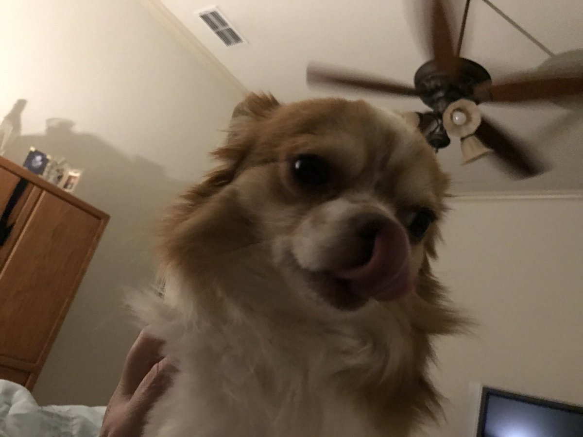 clark_gasm's tweet image. #HowIBondWithMyPet he stares me down in bed.