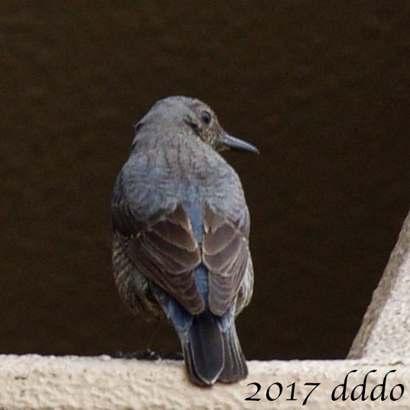 Dddo 自宅療養 イソヒヨドリ メス かなと思ってましたが ところどころ青い羽毛が混じってるのでオスの幼鳥 若鳥 この時期にこういう状態のが居るのかな 自宅集合住宅 17 04 05 D500 300mmf4e Bluerockthrush Bird Photo 鳥 写真 T Dddo 自宅療養 イソヒヨドリ メス かなと思ってましたが ところどころ青い羽毛が混じってるのでオスの幼鳥 若鳥 この時期にこういう状態のが居るのかな 自宅集合住宅 17 04 05 D500 300mmf4e Bluerockthrush Bird Photo 鳥 写真 T