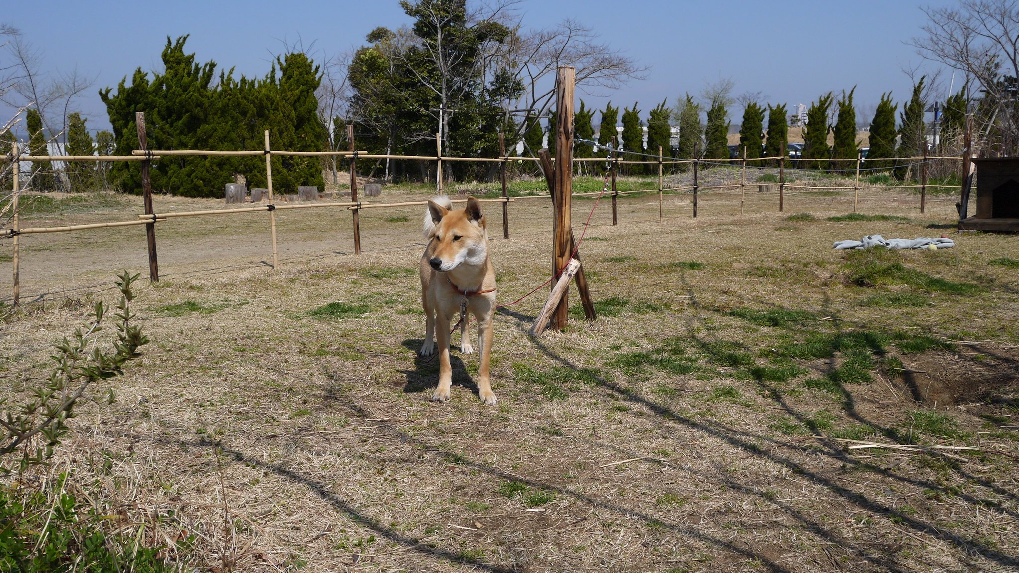 公式 アクアマリンふくしま 縄文犬 さくら 本日1歳の誕生日です 最近はあたたかくなってきたのでお外で遊んでいます 公式 アクアマリンふくしま 縄文犬 さくら 本日1歳の誕生日です 最近はあたたかくなってきたのでお外で遊んでいます