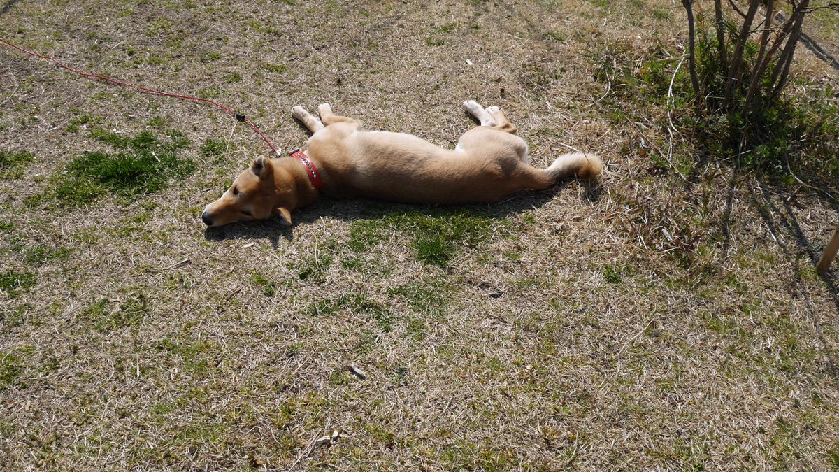 公式 アクアマリンふくしま 縄文犬 さくら 本日1歳の誕生日です 最近はあたたかくなってきたのでお外で遊んでいます 公式 アクアマリンふくしま 縄文犬 さくら 本日1歳の誕生日です 最近はあたたかくなってきたのでお外で遊んでいます