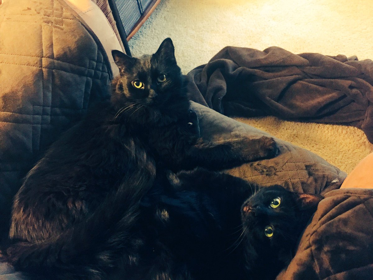 TraceyLShearer's tweet image. We do #amediting together. #HowIBondWithMyPet They supervise from the comfy chair 🐱🐱