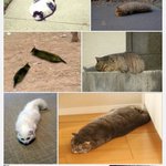 「猫、つちのこ」で検索するとなんだか幸せな気分になれる!