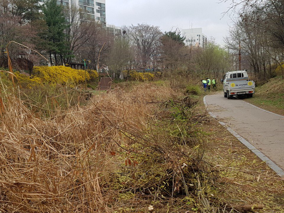 #성남시. "탄천" 시민들의 여가 및 산책시 시야확보와 수변공간 제공을 좋게 하고자 웃자란 갯버들을 사람허리 높이로 전정하고 있습니다.