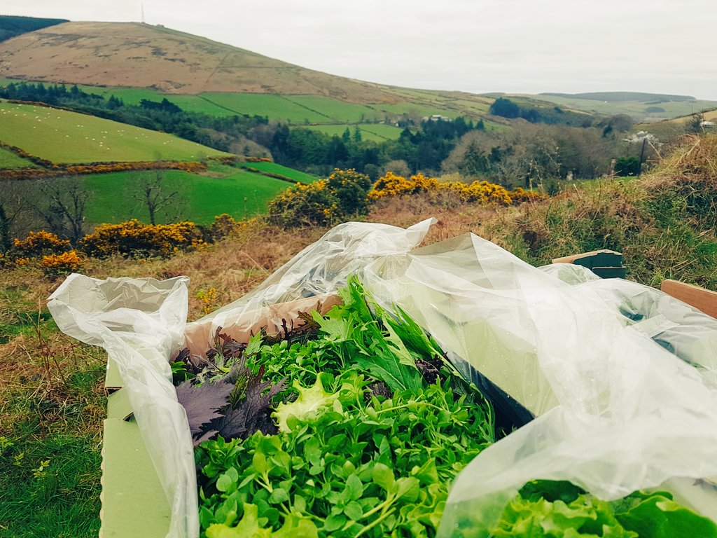 manxcider's tweet photo. "Pint of cider and a WHAM salad please!" #staarveyfarm @BettyPieCo @iombeerfestival https://t.co/ID70UfrKrX