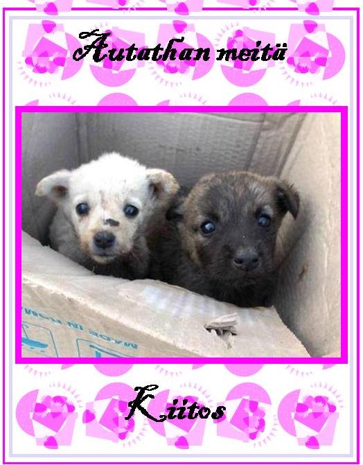 ProAnimalsFi's tweet image. Saa auttaa! IBAN: FI08 5045 0620 0918 15 
 Swift Code: OKOYFIHH
 PayPal: info@pafirynet