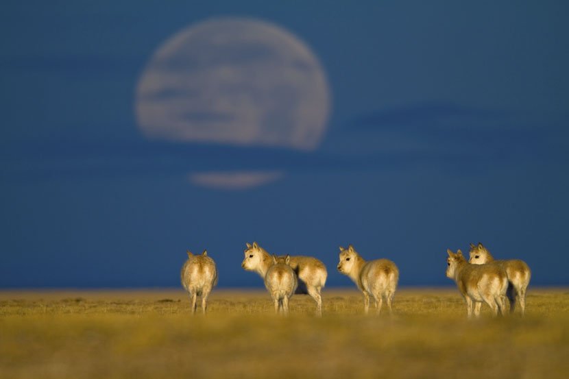 lasenoritachan's tweet photo. Photographer Xi Zhinong on how China's #wildlife protection law is used to exploit animals https://t.co/CuX5QHXx28
#SixthToneAtOne https://t.co/06gSa2pIt7