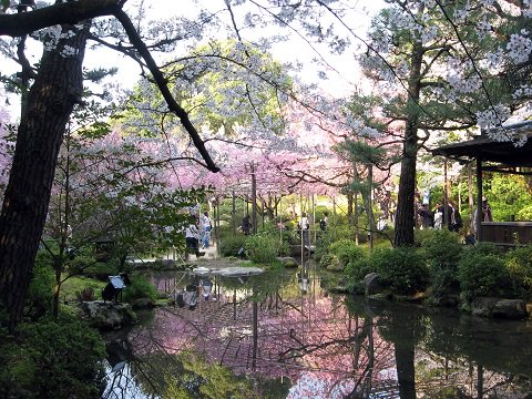 #Cherryblossoms #HeianShrine #Kyoto #Japan #FioriDiCiliegio #fleursdecerisier #京都 #平安神宮 の  #桜  #HeianJingu #travel cuoreverde.exblog.jp/27700707/