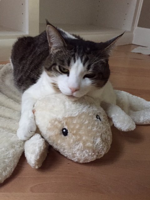 growingupzee's tweet image. #HowIBondWithMyPet with a great big hug.