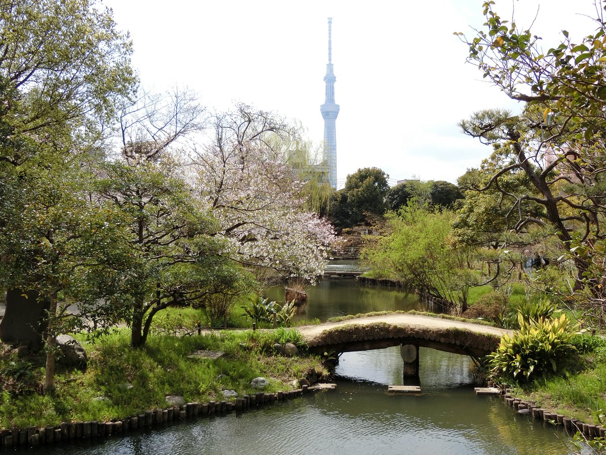 都立庭園 園長の採れたて情報 No Twitter 向島百花園 向島百花園でよく知られているのはウメとハギですが 本数は少ないものの サクラも捨てたものではありません 特に 池そばのオオシマザクラとスカイツリーのコラボレーションは一見の価値ありです ご来園を