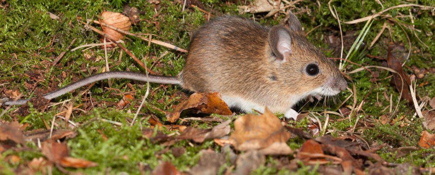 Veel muizen in het bos dlvr.it/Nq0SFd