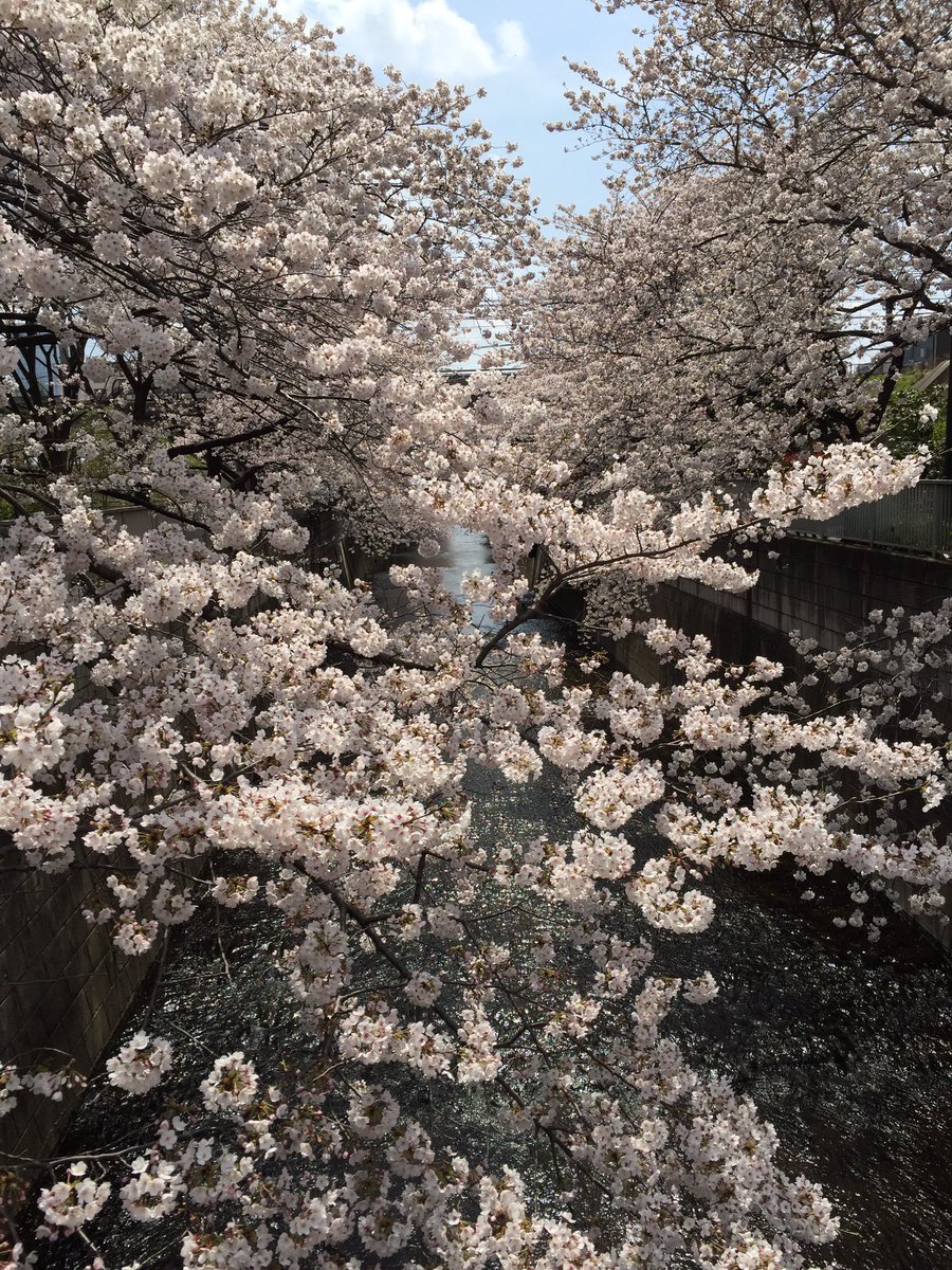 KyoRise's tweet photo. @KyoRise 神田川満開の桜、川に舟は通りませんが目黒川の桜に引けはとりませんが近くにショップ、レストランが無いのが残念。 https://t.co/mSMheCItVJ