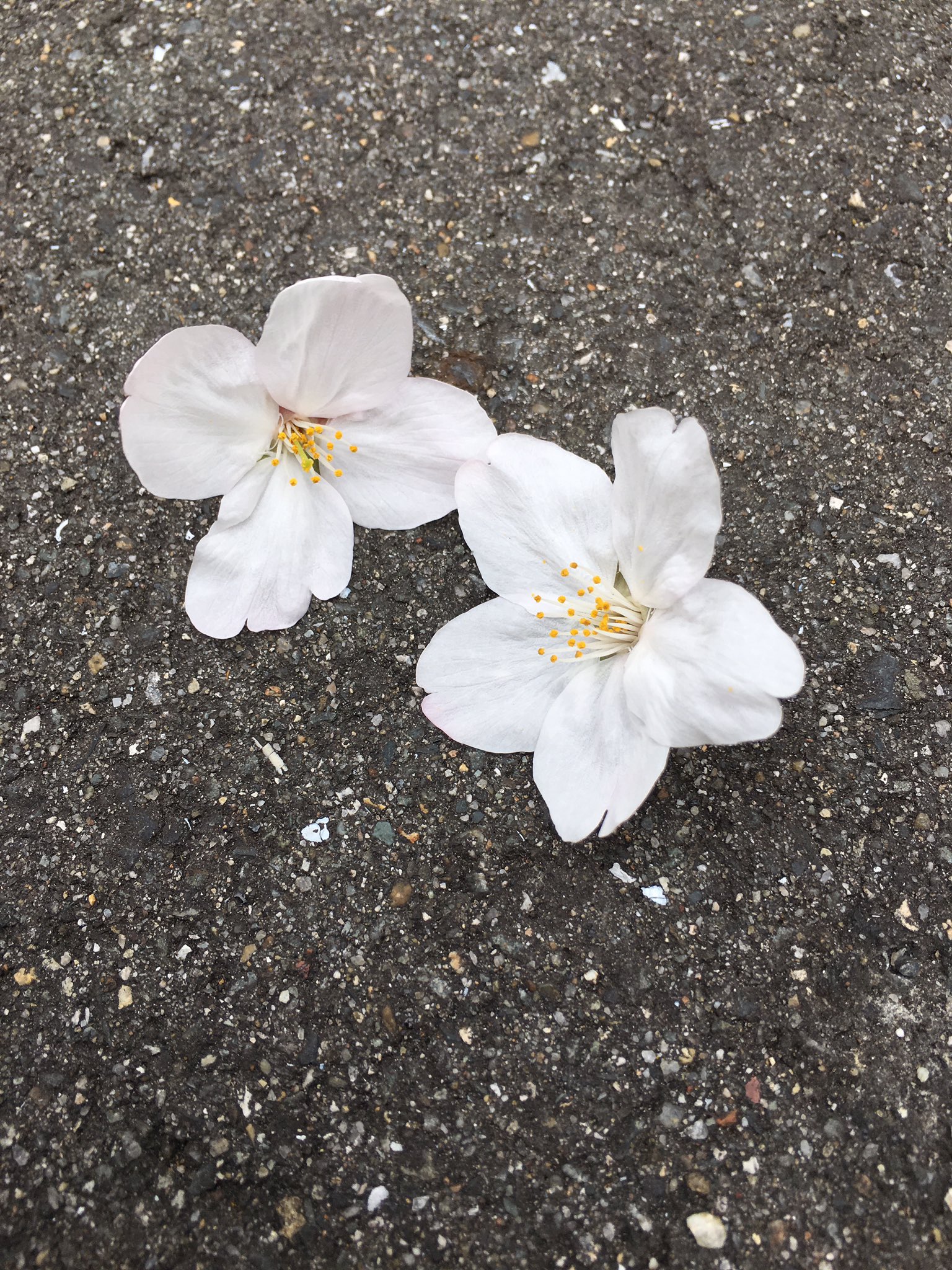 のぐけん じゅりンボ父 桜の花びらの数って5枚が普通 4枚は珍しいのかなぁ 珍しく無いのなら恥ずかしいなこれ 笑 桜 花びら 珍しい T Co 3bjnjcbtqp Twitter