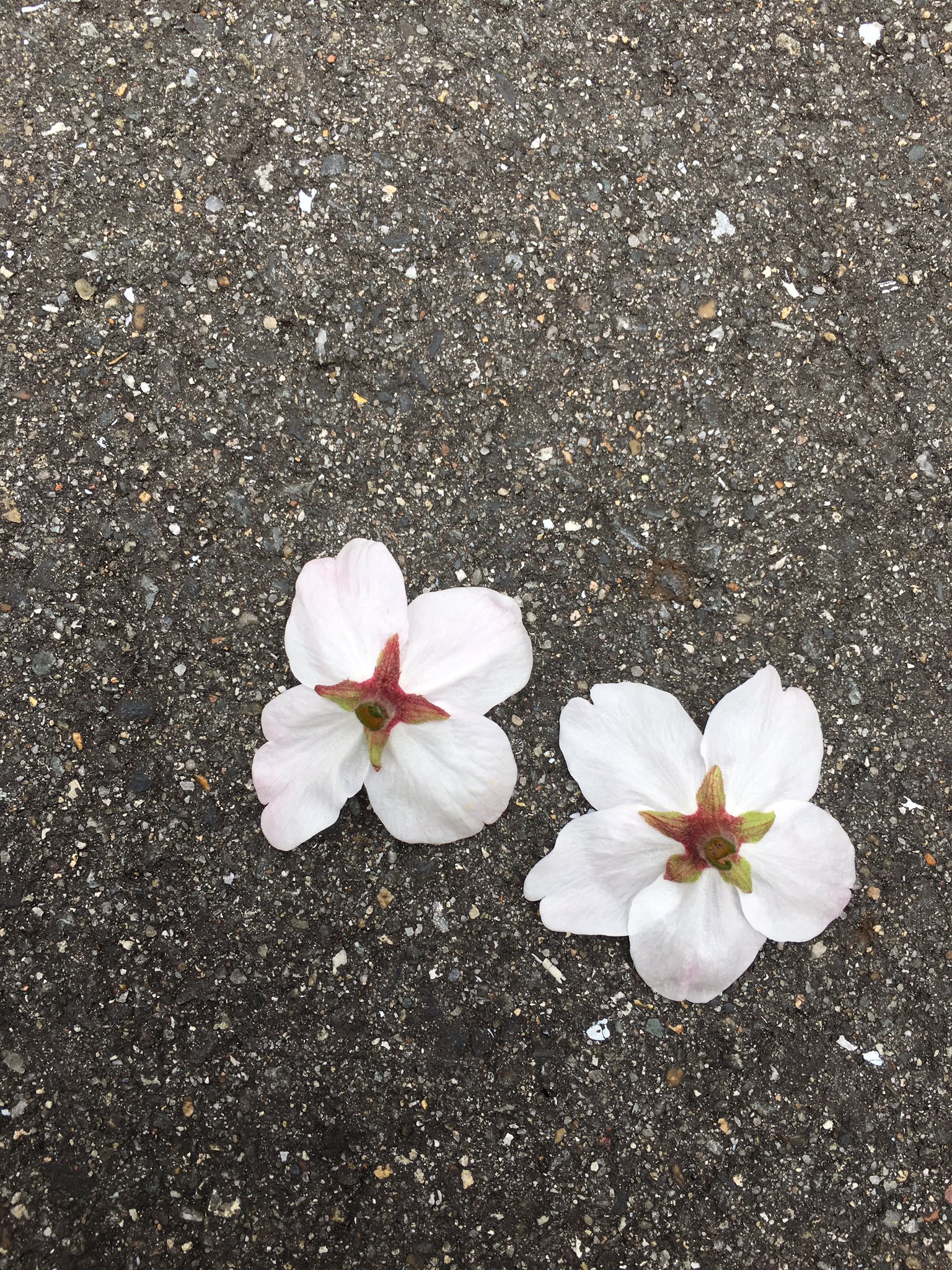 のぐけん じゅりンボ父 桜の花びらの数って5枚が普通 4枚は珍しいのかなぁ 珍しく無いのなら恥ずかしいなこれ 笑 桜 花びら 珍しい T Co 3bjnjcbtqp Twitter