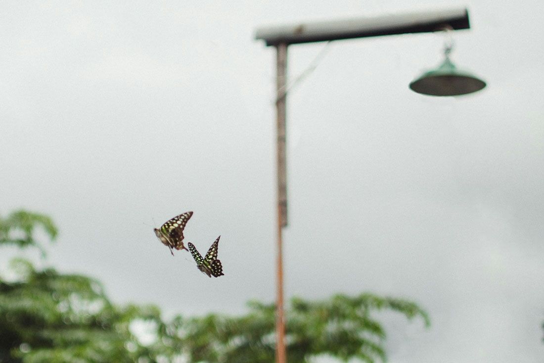 penyeyeng's tweet image. Kupu aja berpasangan.
See more at buff.ly/2oFI9mw
#jogja #urban #kalicode #butterfly