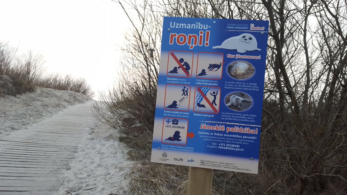 Liepājas pludmales apmeklētāju uzmanībai > redzot roni vai roņa mazuli, dzīvnieku traucēt aizliegts. Ja rodas jautājumi, zvani 29198590!
