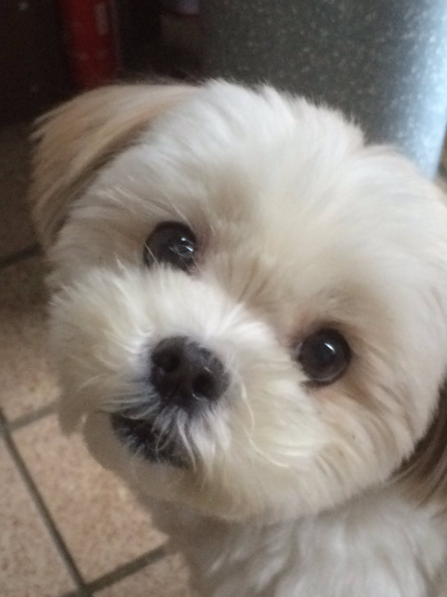 タニさん タニ町四丁目4代目ペンギン園長先生 ウチのアイドル あいるさま どアップ 犬 マルシーズー シーズー マルチーズ Mix犬 雌 人好き 釣り師 T Co Waakbqofzc Twitter