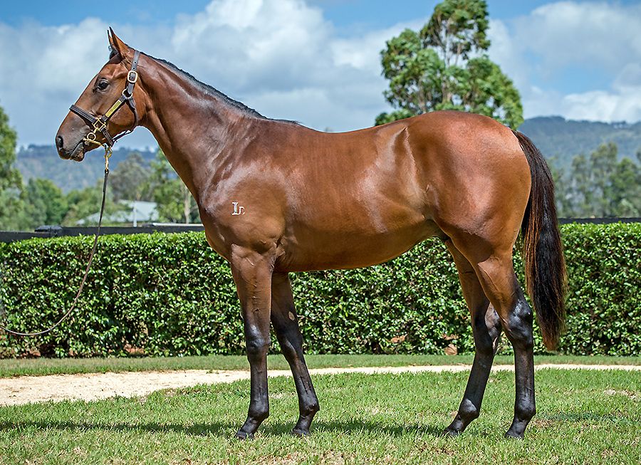 StarTbreds's tweet photo. Delighted to have this FIORENTE colt from the draft of @yarramanpark knocked down to us #lot462 #Inglis150years https://t.co/UwyxkTMGje https://t.co/sW9hoX73nm