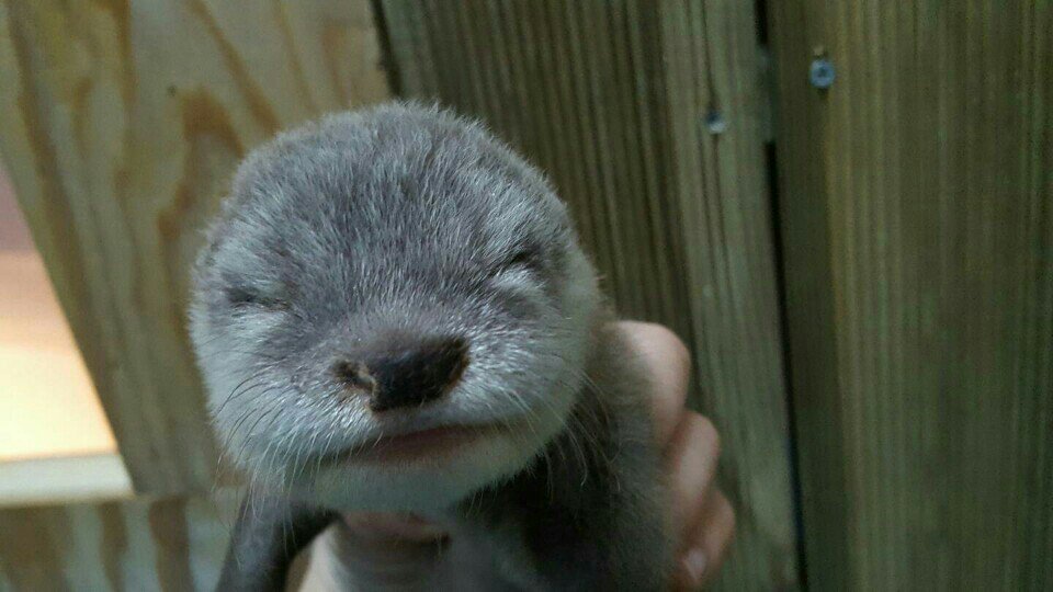 ala_ive_aqua's tweet image. 얼라랑 이브 애기때 사진들ㅋㅋㅋ