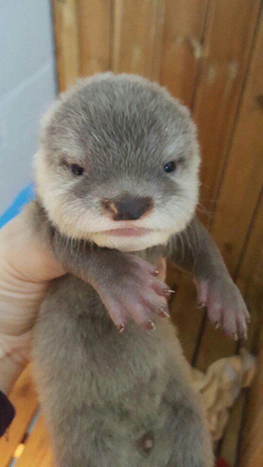 ala_ive_aqua's tweet image. 아... 방금 너무 귀여운 말 들어써요 ㅜㅜㅜㅜㅜ
수달 애기 엄빠랑 수달 사육사랑 너무 친해서 ㅋㅋㅋㅋㅋ 애기 엄마가 수달 사육사 언니한테 도도도 달려와서 언니 주머니에 새끼 쏙 넣고 도망간대옄ㅋㅋㅋㅋㅋ 미칰ㅋㅋㅋㅋㅋㅋㅋㅋㅋ