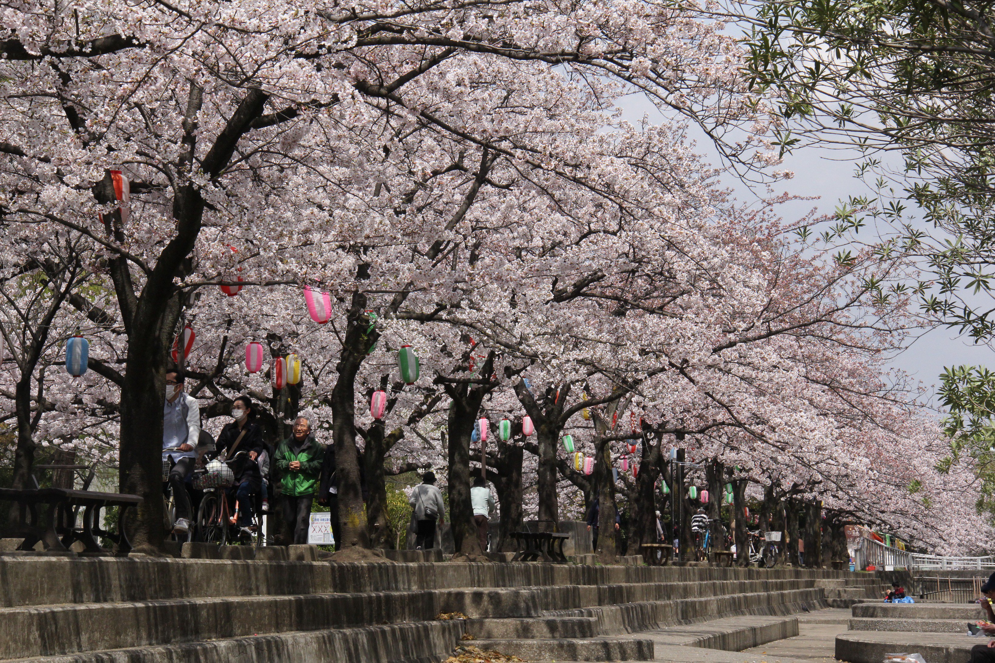 江東区 こうとう桜だより4 6 仙台堀川公園 北砂6 7 満開の桜の下 散歩や写真撮影を楽しむ人がたくさん 桜まつりは4 9 日 まで開催中 桜 江東区 T Co Tpcyp4hw71 Twitter