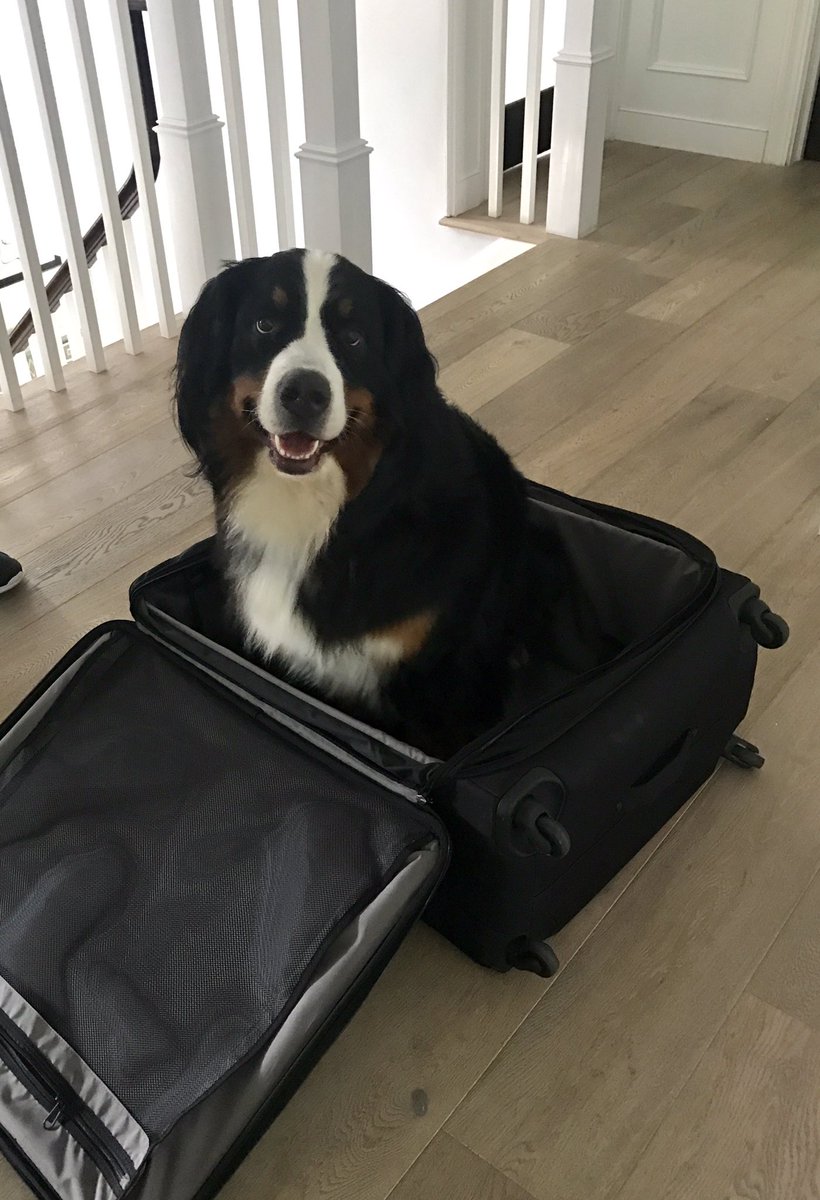 tarastrong's tweet image. #HowIBondWithMyPet stick her in a suitcase &amp;amp; head to #BoraBora