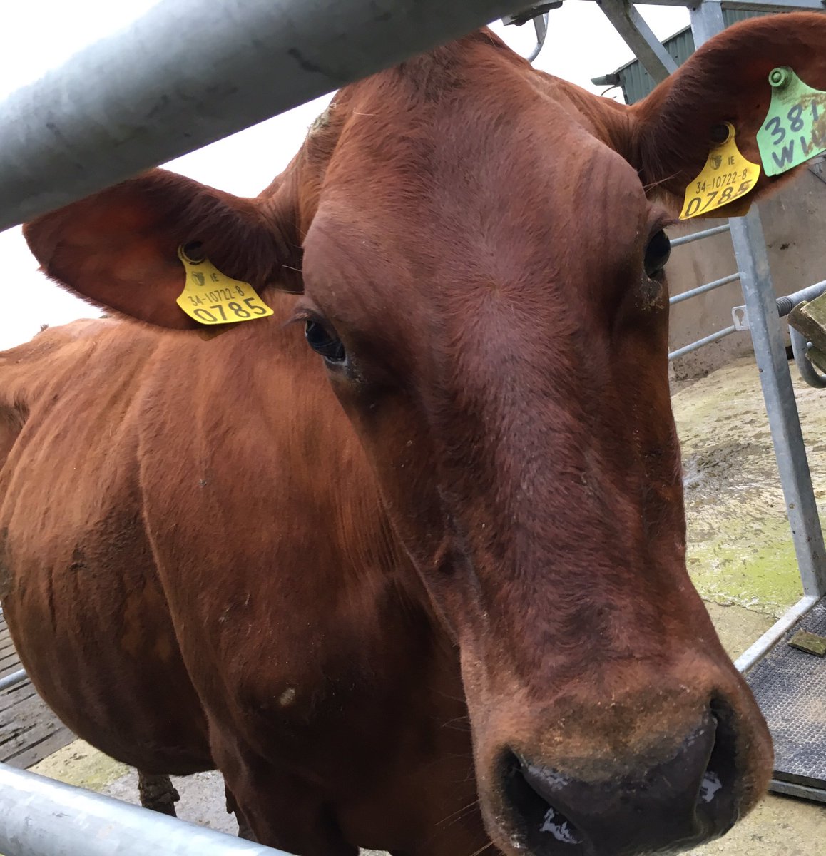 sprinkles785's tweet photo. Not good when fav cow 785 has mastitis π, first time in 5 yrs #sampletaken #notsick #treated https://t.co/TDclvcRsHB