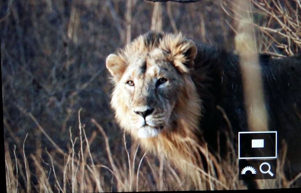 OUR GROUP IN #INDIA: #wolf, jackals, 2x #lleopard, Asian #lions and lots of other niceness. Now towards the #tigers! #wildlife <a href="/observado/">Observation.org</a>