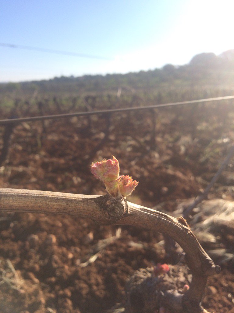 BodegaVetas's tweet photo. Nuestro #PetitVerdot os saluda a tod@s. 
#doubleGuyot #primavera #viñedo #arriate #serraniaderonda #naturaleza https://t.co/F36ujRrqna