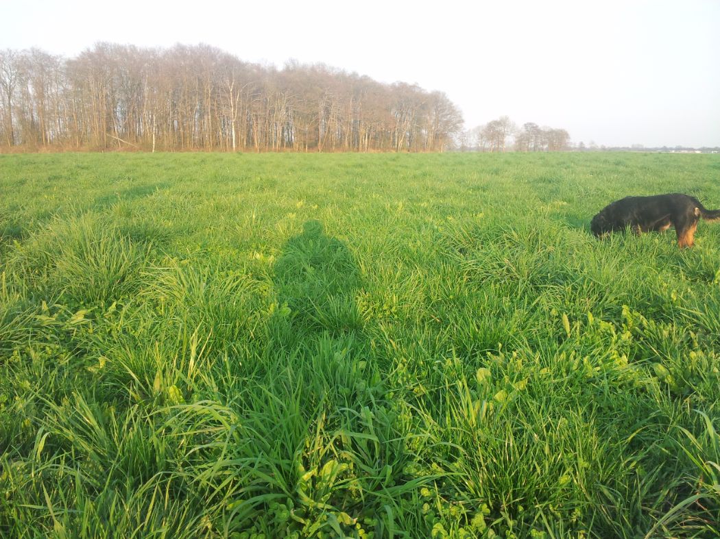 AgroPureGraze's tweet photo. Saladebuffet klaar voor de 2e keer beweiden bij Peter Oosterhof Drenthe https://t.co/lL4sscRU6y https://t.co/4enN7OAqYF
