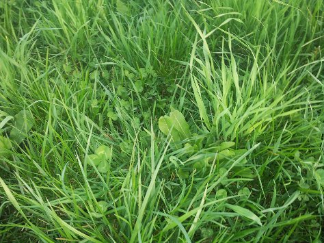 AgroPureGraze's tweet photo. Saladebuffet klaar voor de 2e keer beweiden bij Peter Oosterhof Drenthe https://t.co/lL4sscRU6y https://t.co/4enN7OAqYF