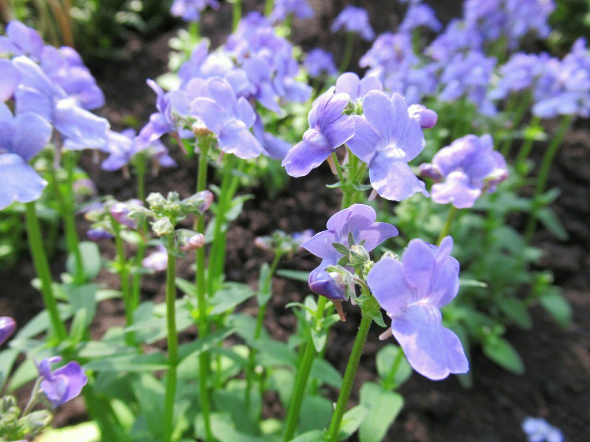 すべての花の画像 驚くばかりネメシア 花期