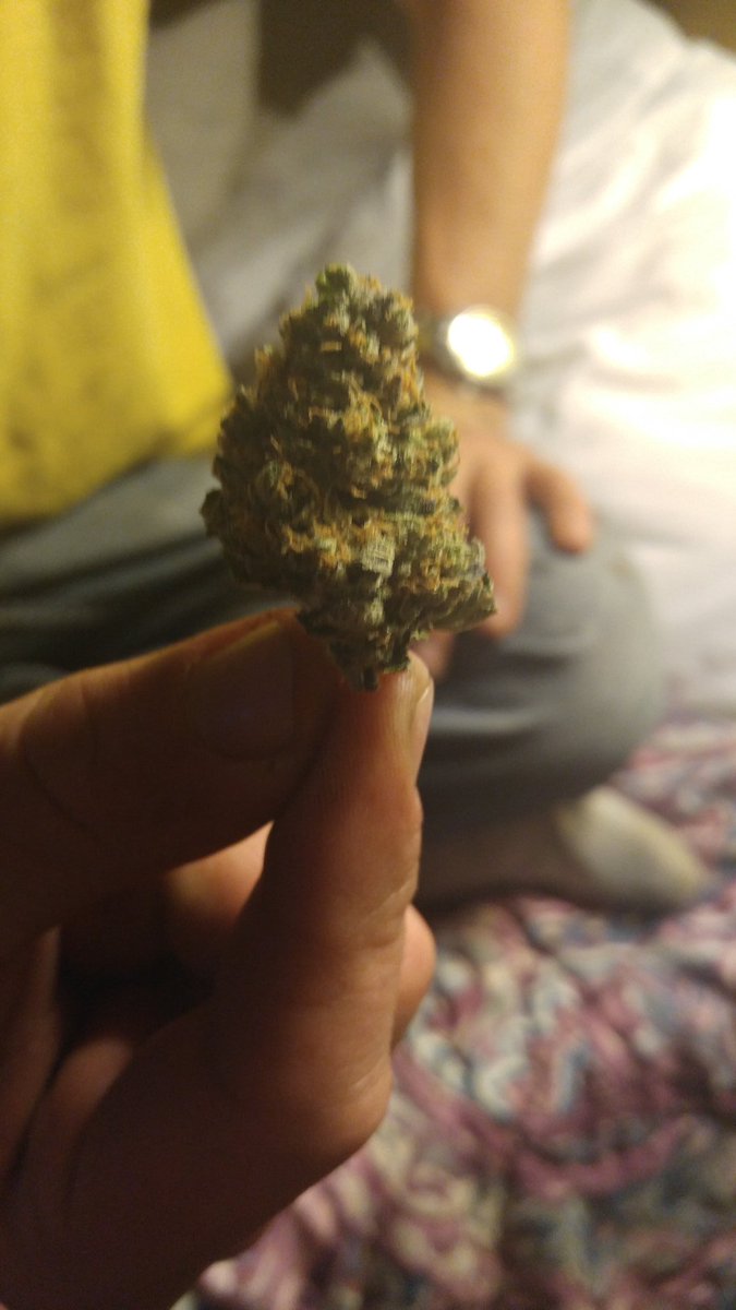kotex420's tweet photo. Bubblegum kush 💨💟 https://t.co/PUdwIjThv2