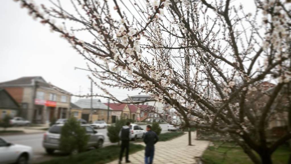 Весна 🌻🌺🌼☉ 🔻Проспект имени Имама Шамиля (Пролетарская). ift.tt/2o5ymoG