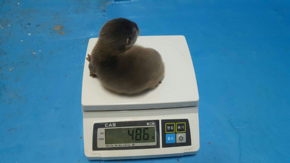 ala_ive_aqua's tweet image. 애기들 저울샷... 둘이 합쳐 1킬로입니다 ㅋㅋㅋㅋ