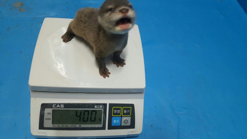 ala_ive_aqua's tweet image. 애기들 저울샷... 둘이 합쳐 1킬로입니다 ㅋㅋㅋㅋ