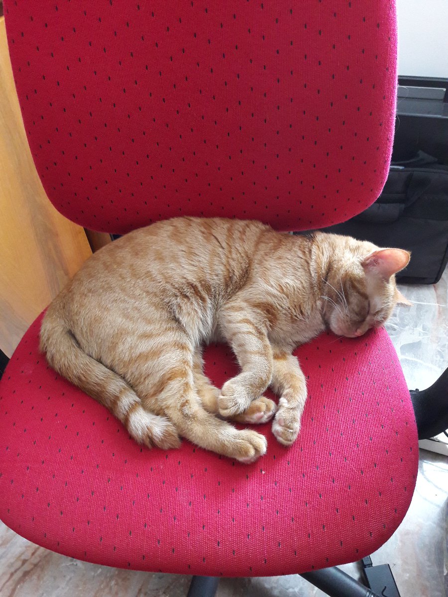 magicopartyit's tweet photo. C'รจ chi russa in compagnia e chi lavora... ๐๐๐ #magicoparty #mammeblogger #followmamme #amoredigatto #vogliadicoccole #lovecat https://t.co/bTOYjnVe1F