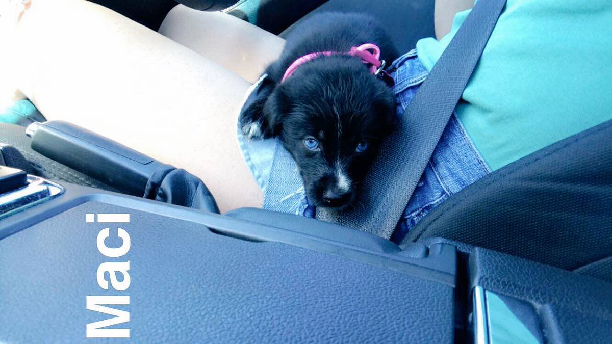 cstelmy1's tweet photo. Maci💕💕 https://t.co/ZySJfeybaM