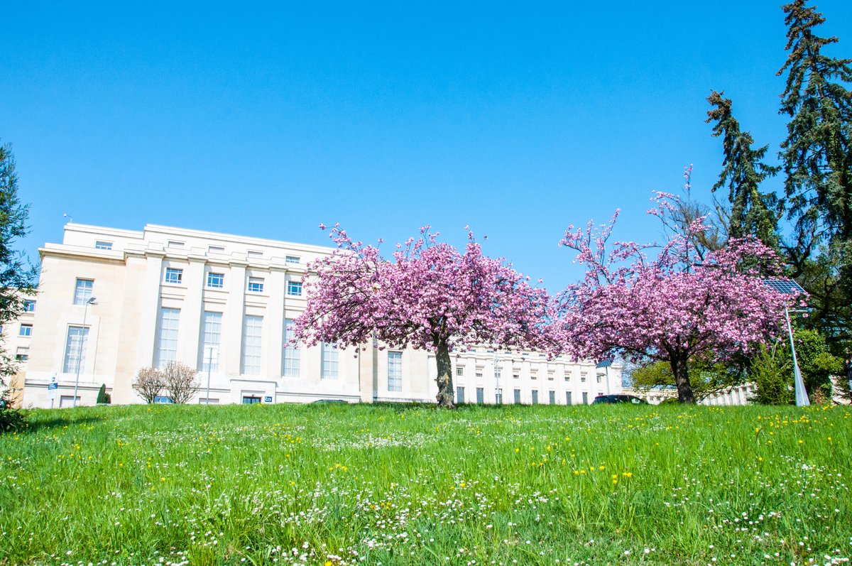 UNGeneva's tweet photo. Cherry blossoms in full swing at the Ariana Park, next to @UNGeneva.
#SpringAtThePalais https://t.co/bvEAQa91ph