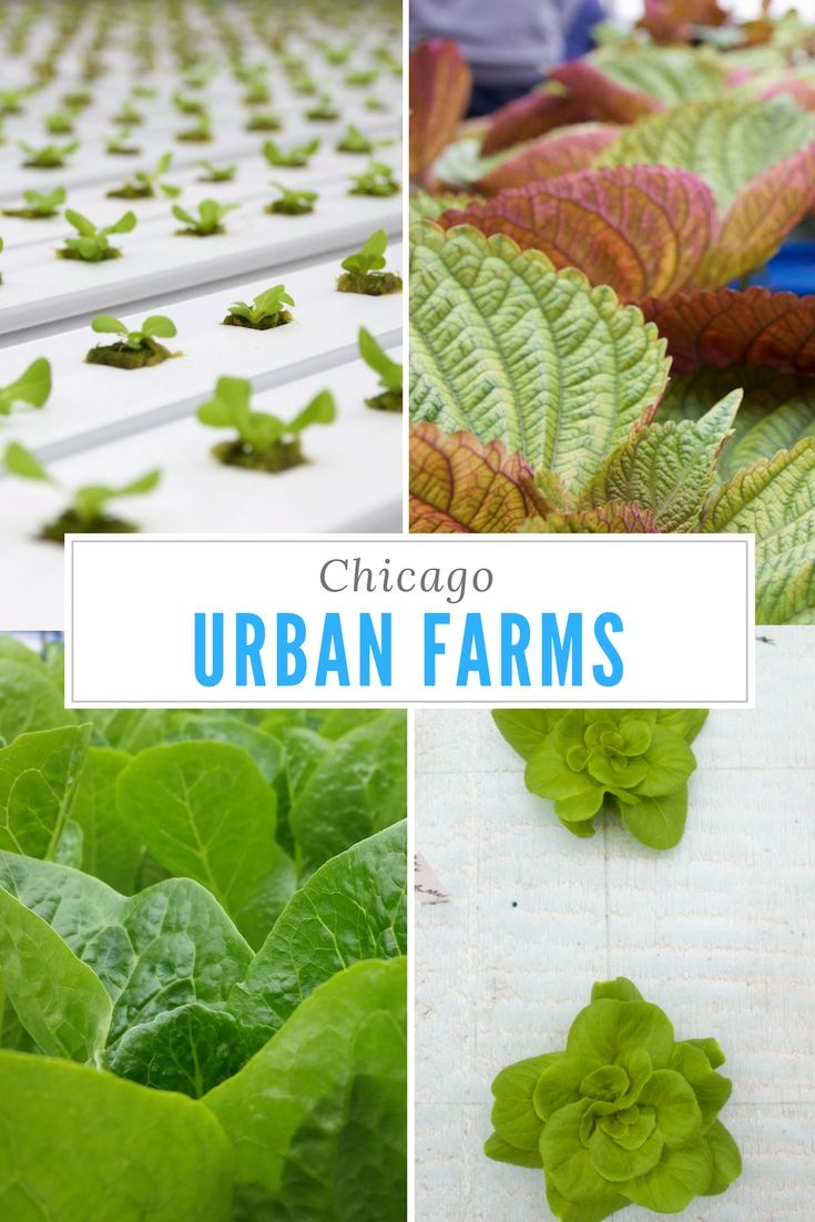 llworldtour's tweet photo. Take a tour of Urban Farms in Chicago https://t.co/RxX7T3AMLI @FamilyFarmed #GFFChi @theurbancanopy @Metroaquaponics https://t.co/LaaXb4nZRw