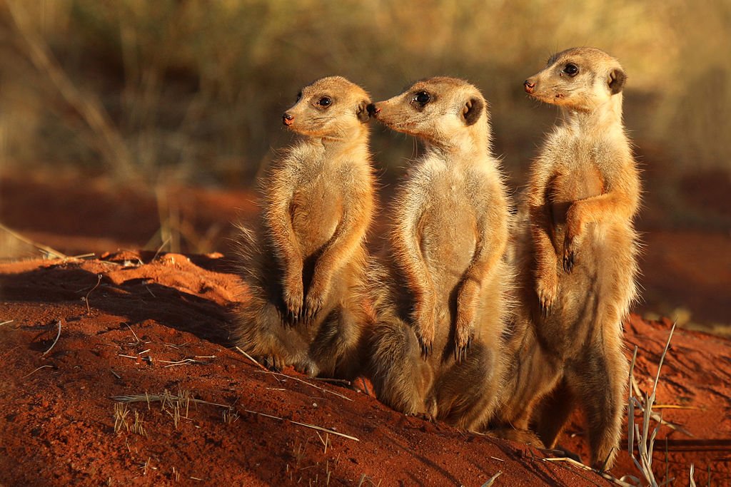 Feat'd pic: Family, or mob, of meerkats in the Tswalu Kalahari Reserve, South Africa en.wikipedia.org/wiki/Template:…