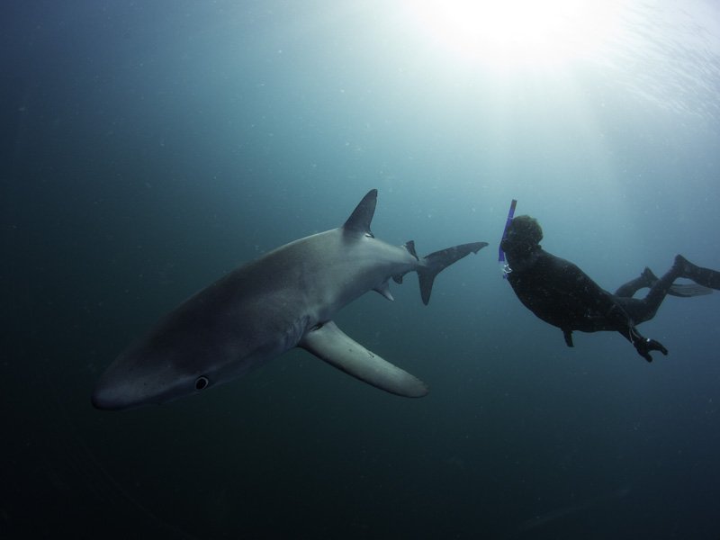 Steve Backshall (@stevebackshall) on Twitter photo Check out my <a href="/TEDx/">TEDx</a> <a href="/TEDTalks/">TED Talks</a> talk; "SHARK, rebranding the monster' on <a href="/YouTube/">YouTube</a> <a href="/Bite_Back/">Bite-Back Shark & Marine Conservation</a> <a href="/SharkTrustUK/">The Shark Trust</a> youtu.be/u1hOCR7DI5k Check out my <a href="/TEDx/">TEDx</a> <a href="/TEDTalks/">TED Talks</a> talk; "SHARK, rebranding the monster' on <a href="/YouTube/">YouTube</a> <a href="/Bite_Back/">Bite-Back Shark & Marine Conservation</a> <a href="/SharkTrustUK/">The Shark Trust</a> youtu.be/u1hOCR7DI5k