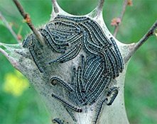 Tree_Care's tweet image. CATERPILLARS ON YOUR FRUIT TREES? Read more...fourseasonstreecare.com/tree-care-serv…