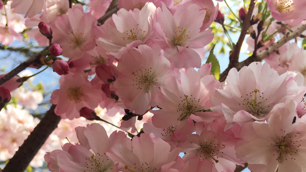allin_jonathan's tweet photo. Simply irresistible... Prunus 'Accolade' this has to be one of my favourites #cherryblossom @ThePlantationGJ https://t.co/s1bv3JMSll