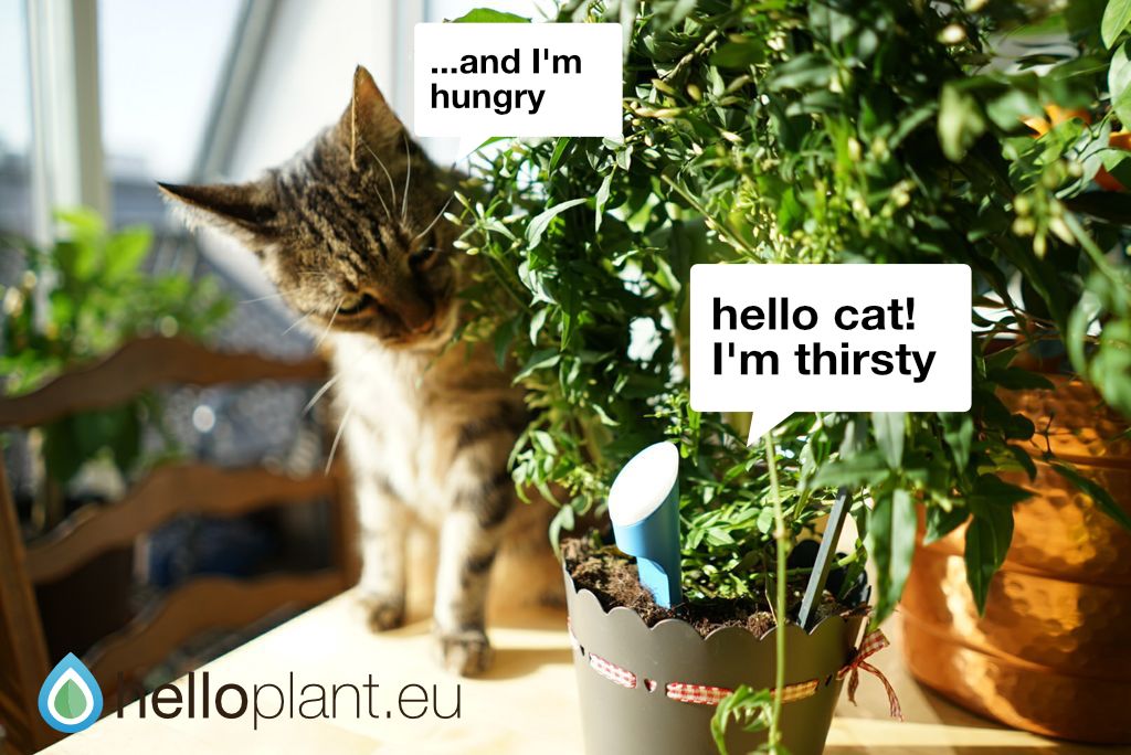 helloplant_'s tweet image. first part of our hello #cat &amp;amp; #plant series 😺🌱  #helloplant #keepplantsalife