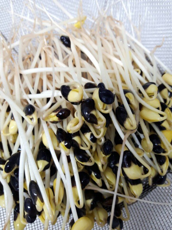 쥐눈이콩 콩나물의 효능