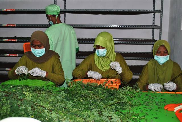 info_Blora's tweet photo. Keren, Kampung Konservasi Kelor Blora Curi Perhatian Dunia https://t.co/99vujKqiMY #beritablora @ganjarpranowo https://t.co/kDs3MzSLcQ