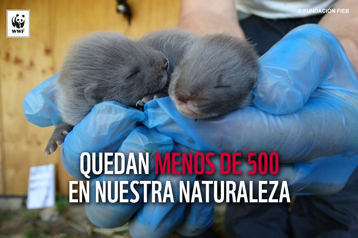 WWFespana's tweet photo. El visón europeo nos necesita a todos. Firma la petición y ayúdanos a evitar su extinción
https://t.co/WVuxzBizoW #MenosDe500 https://t.co/ZgjfzXKxQR