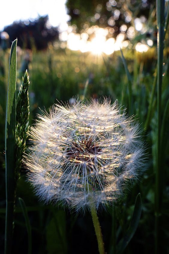 Some see a weed,
some see a wish...