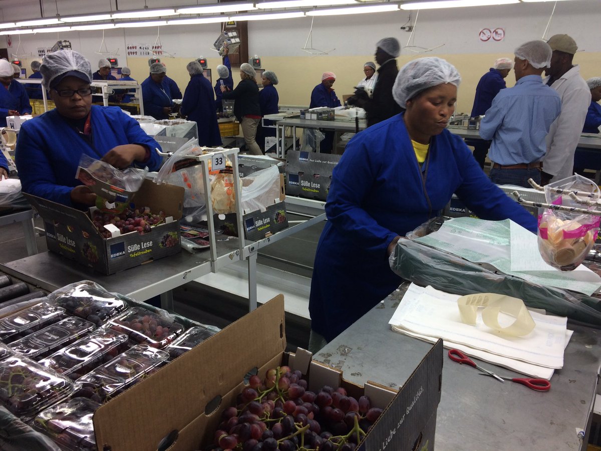 Mooigezicht Estate produce table grapes and supply Canadian, China and Nigerian markets #IFAJcongress17