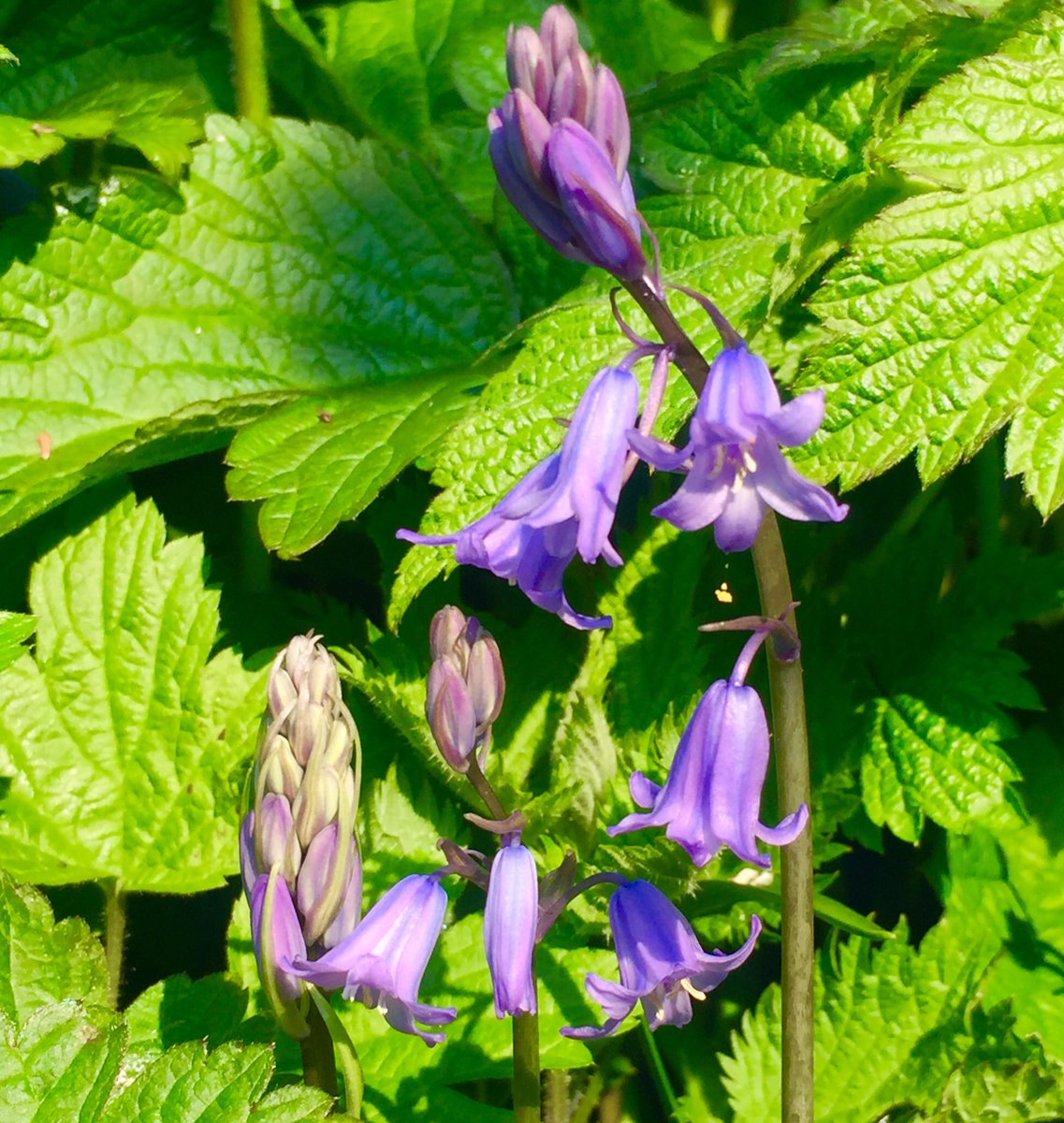 1tSAmani's tweet image. 🐝Good morning #HappyThursday 🌼#firstbluebells #Springinfullswing